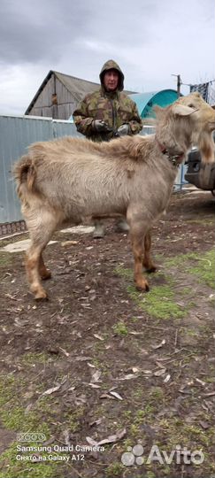 Козел зааненский