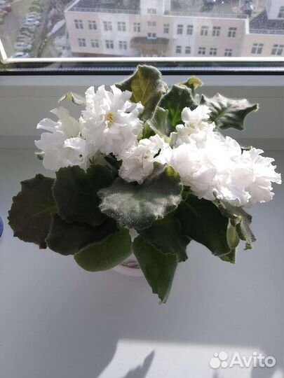 Фиалка белая