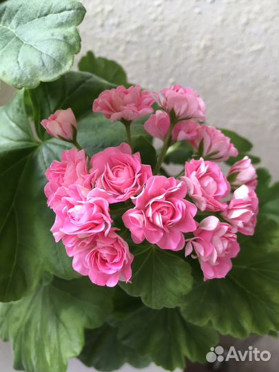 Герань пеларгония Australian Pink