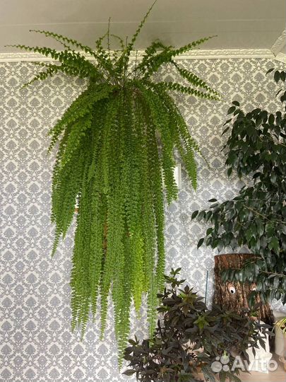 Нефролепис и фикус Бенджамина Даниэль