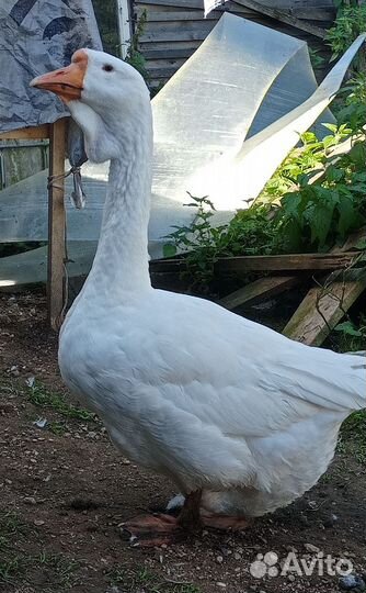 Холмогорские гуси