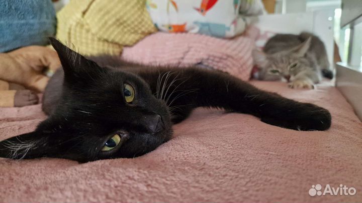 Кошка ищет дом