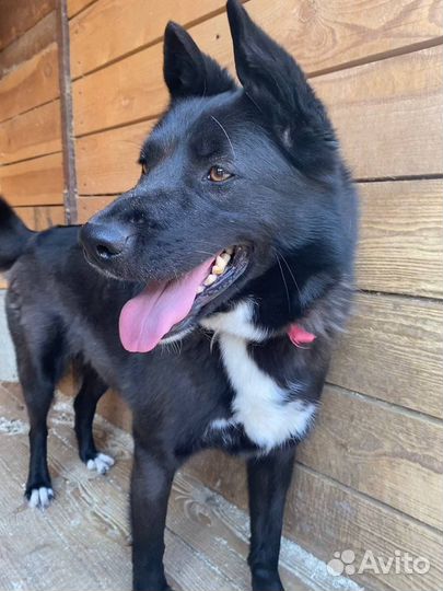 Собаки из приюта