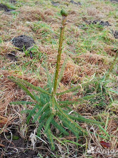 Саженцы ëлок