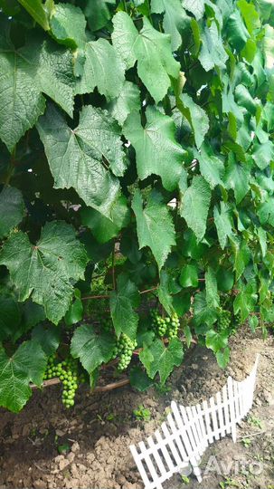 Саженцы винограда Юпитер, Аркадия, Нельсон