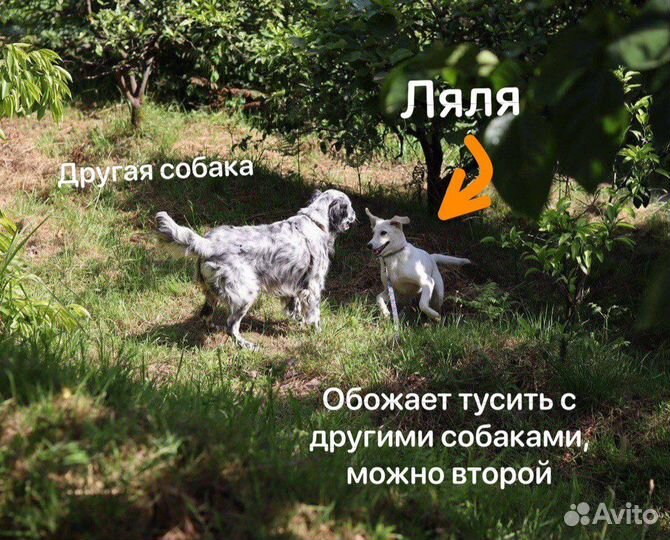 Собака в добрые руки