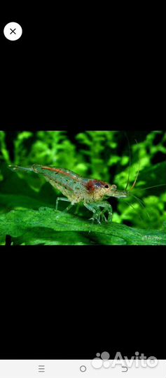 Аквариумные креветки