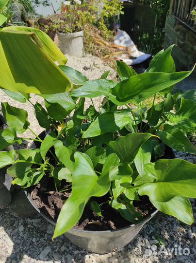 Растения для сада, цветы зкс