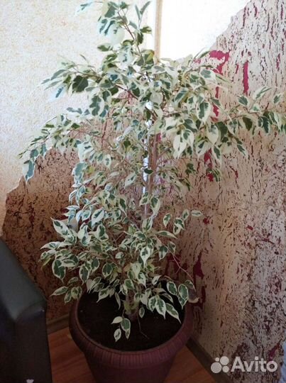 Фикус Бенджамина