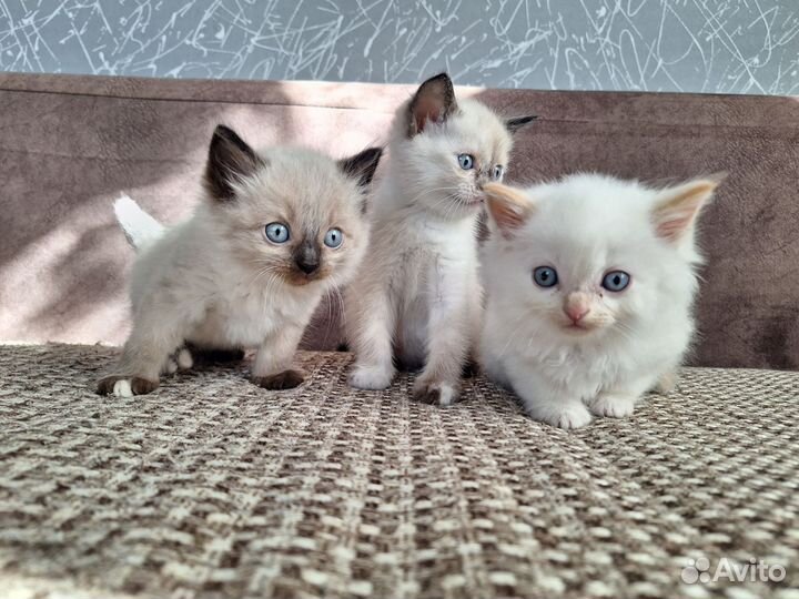 Отдам в добрые руки котят