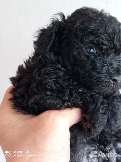 Щеночки тойчики