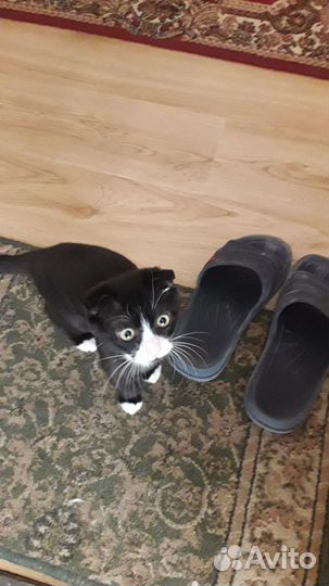 Котенок мальчик