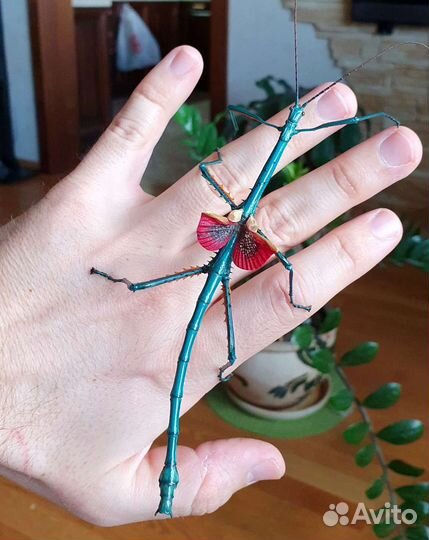 Палочники Achrioptera fallax очень редкие