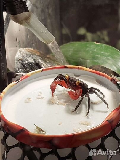 Аквариумные креветки, улитки, лягушки и рыбки