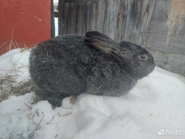 Кролики мясных пород