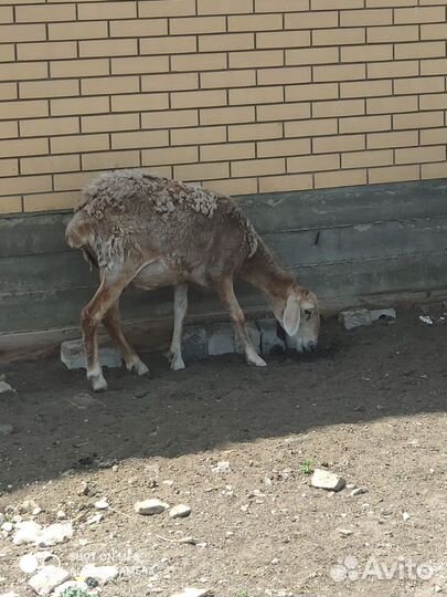 Овцы бараны