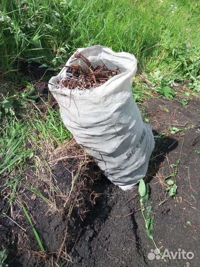 Корень кровохлебки