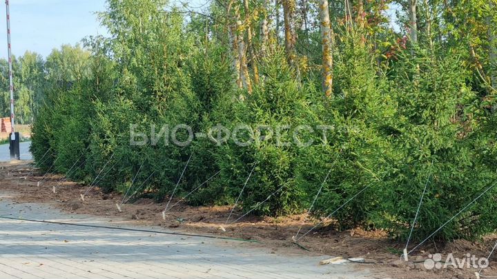 Ель обыкновенная саженцы