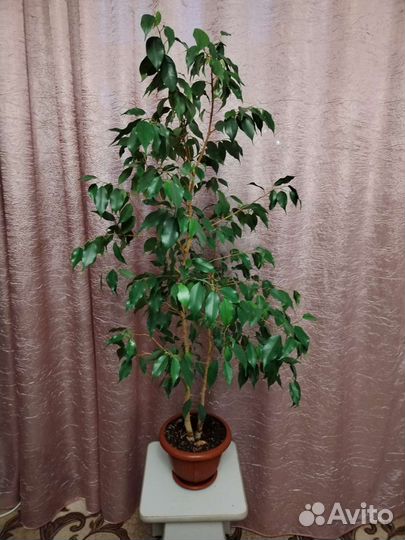 Фикус бенджамина