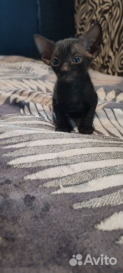 Канадский сфинкс котенок