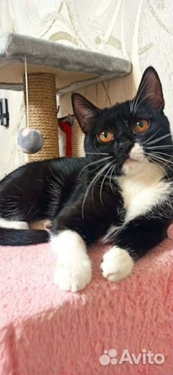 Кошка в дар