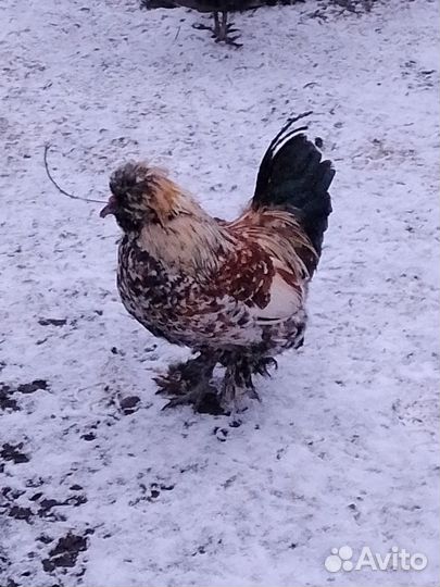 Петух (мини)