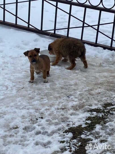 Щеночки в дар