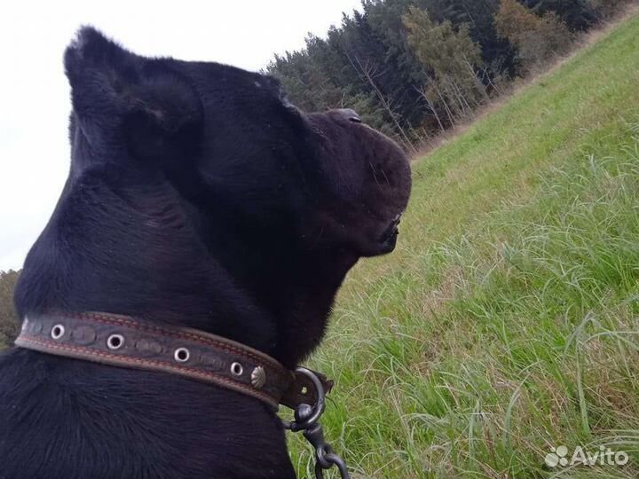 Вязка кане корсо