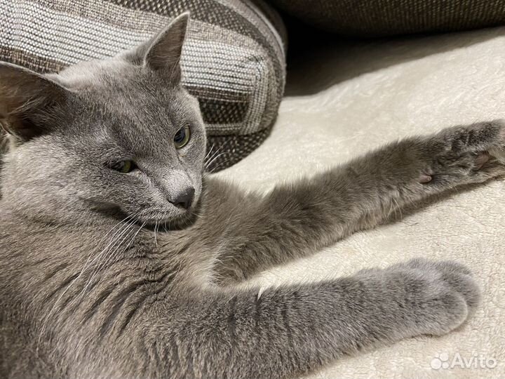 Отдам кота в добрые руки