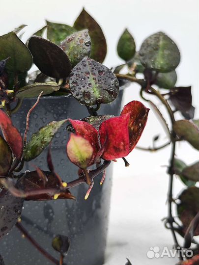 Hoya Lacunosa Black Queen, Хойя лакуноса блек квин