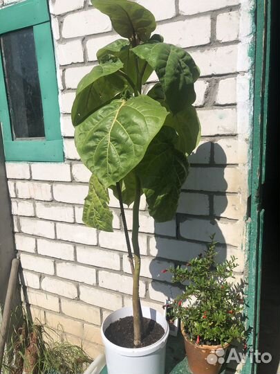 Томатное дерево (цифомандра)