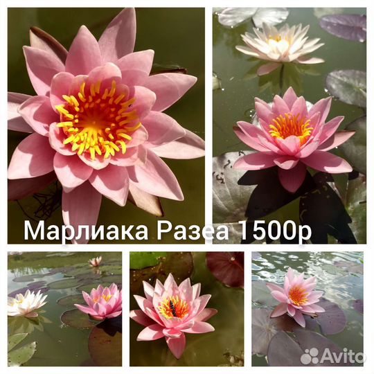 Кувшинки Нимфей