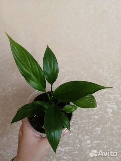 Спатифиллум