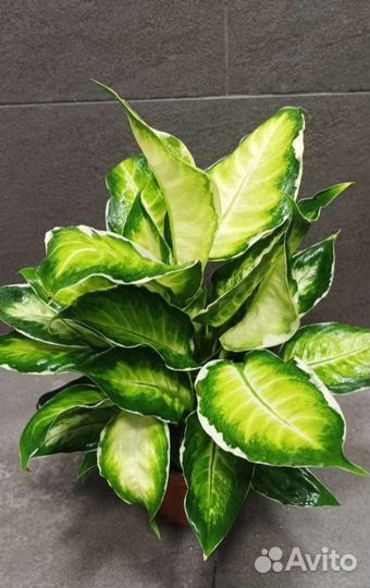 Диффенбахия кул бьюти