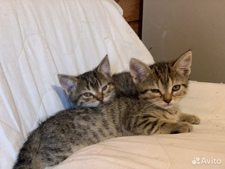 Котята мальчики 2 мес