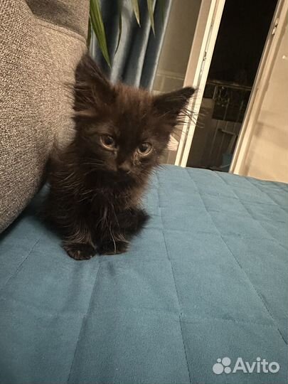 Отдам в добрые руки маленького котенка