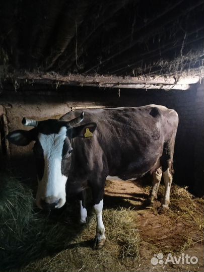 Корова дойная