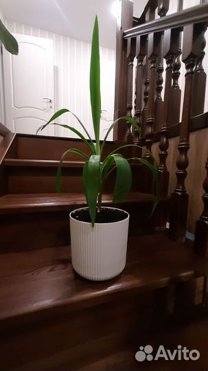 Пальма Юкка