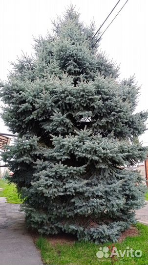 Ель голубая