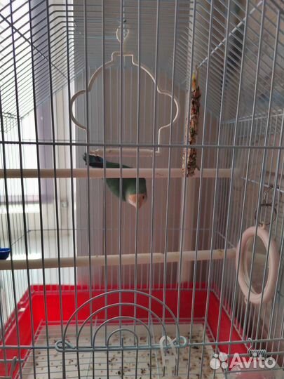 Попугай неразлучник с клеткой