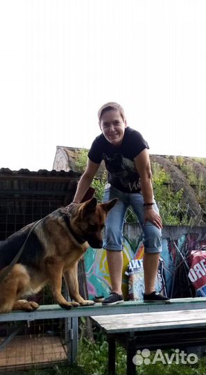 Дрессировка собак