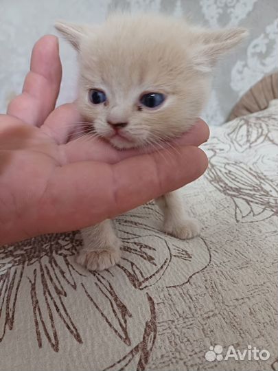 Британские котята