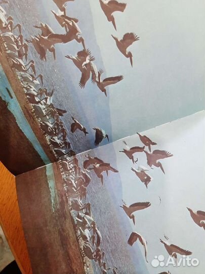 Книга сафари и российкая федерация урал