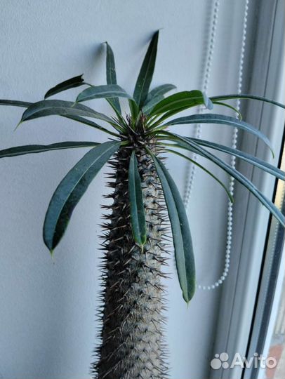 Большой комнатный цветок