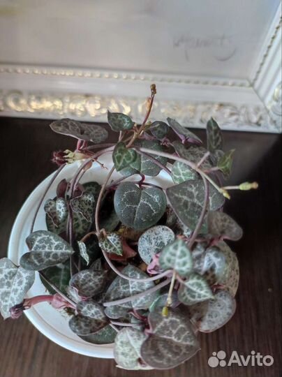 Суккуленты