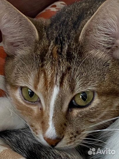 Отдам кошку в хорошие руки