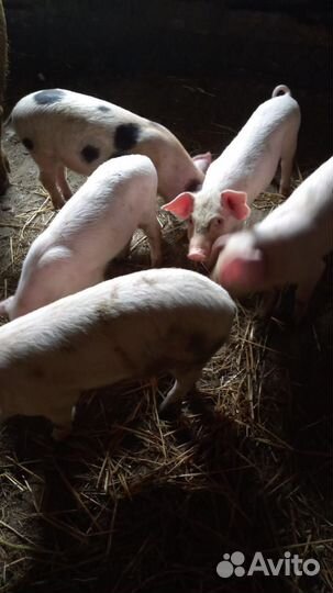 Поросенок ландрас