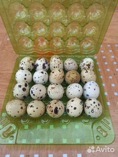 Яйцо домашнее куриное, перепелиное