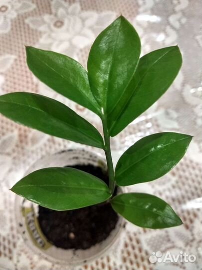 Герань плющелистная