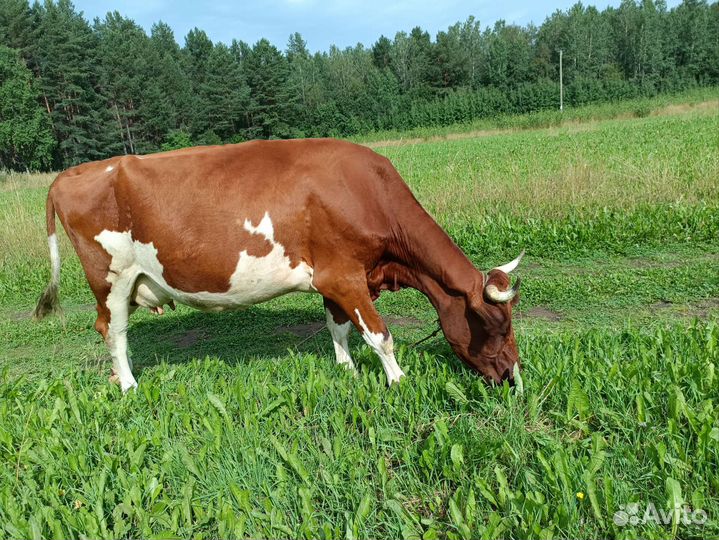 Айширская корова